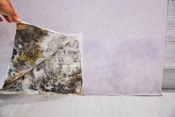 Best Attic Mold Remediation in De Smet, SD